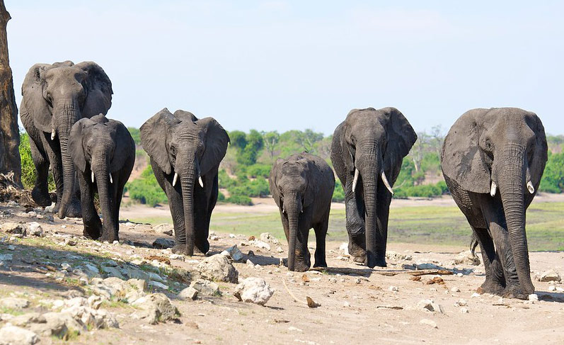 Elephants in KAZA Landscape