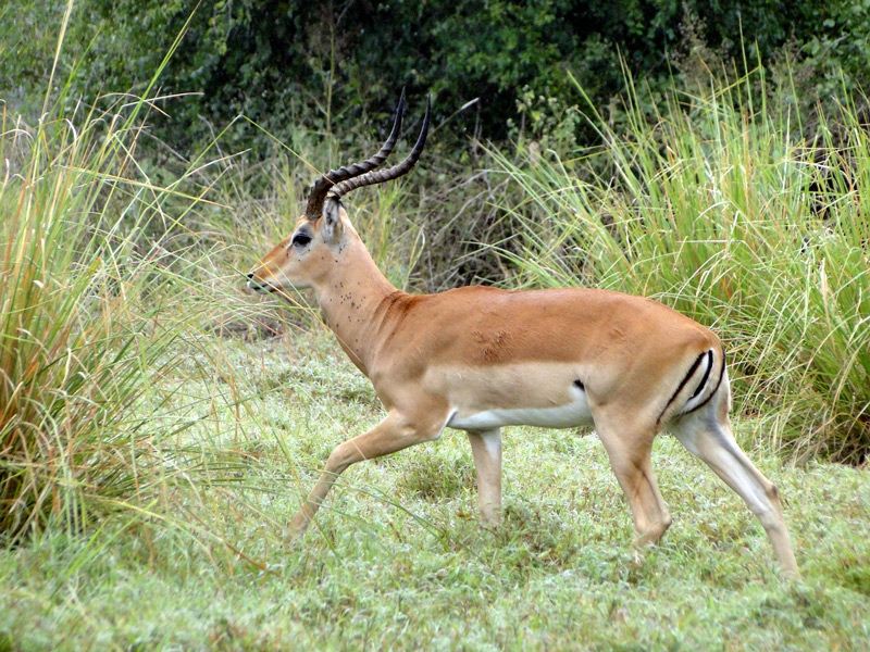 impala-in-mozambique.jpg