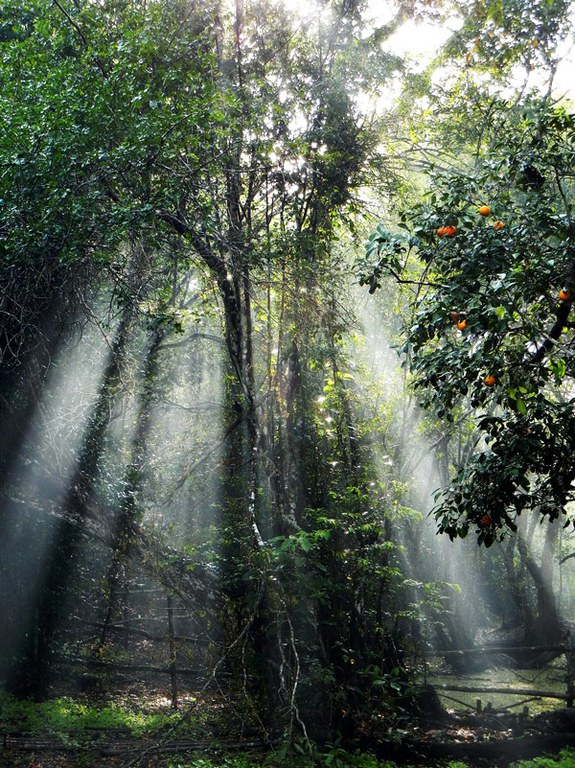 Light shining through the forest in Maya Biosphere Reserve in Guatemala