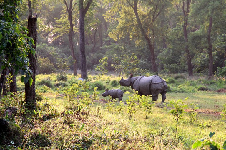 Rhino and calf