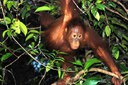 Orangutan at Tanjung Putting National Park
