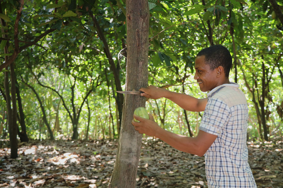 Farmer in Ambanja with cacao