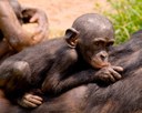 DRC-baby-bonobo.jpg