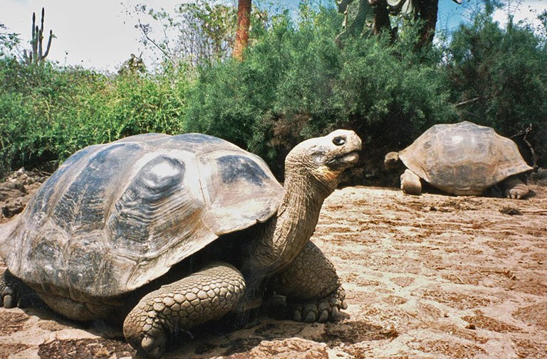 Galapagos tortoise Credit: DAI