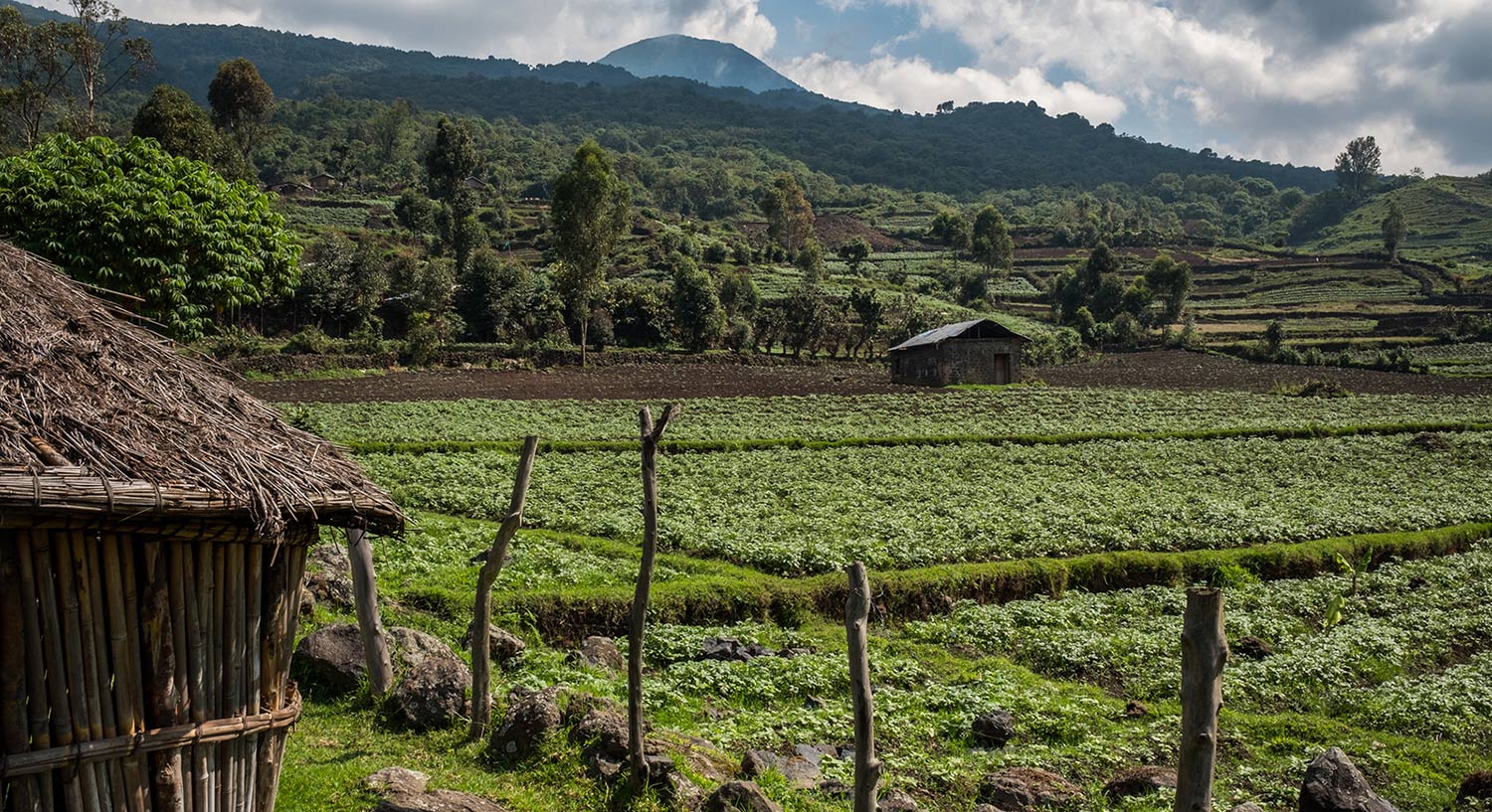 Agricultural Fields in Uganda