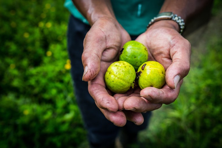 Farm worker with the Kalahan Educational Foundation picks guava