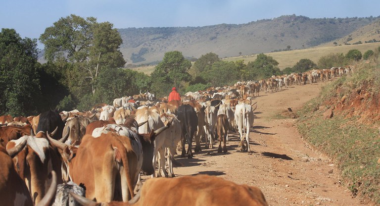 Human and Cattle Migration in Masai Mara, Kenya During the Drought of 2009