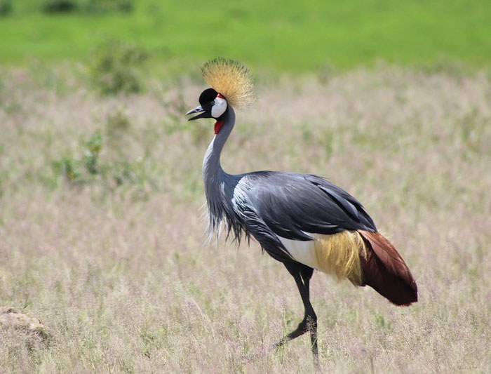 Crane in Amboseli National Park, Kenya