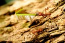 Leafcutter Ants in Bolivia