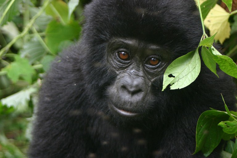 Baby Gorilla in Bwindi