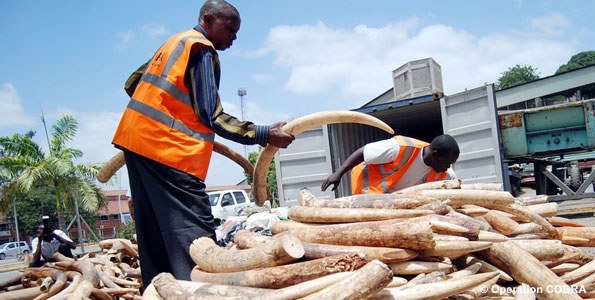 Ivory confiscation
