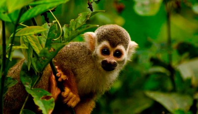 Biodiversity Conservation Program in the Amazon