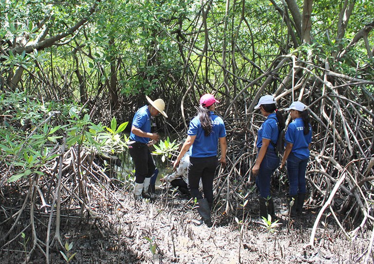 Volunteers plant mangrove seedlings on El Venado beach in Honduras. Credit: IUCN/Honduras