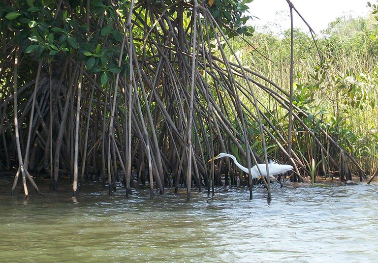 A white heron walks through the mangroves on Honduras’ coast,  home to many species of birds, reptiles, fish, and insects.  Credit: ICF/Honduras