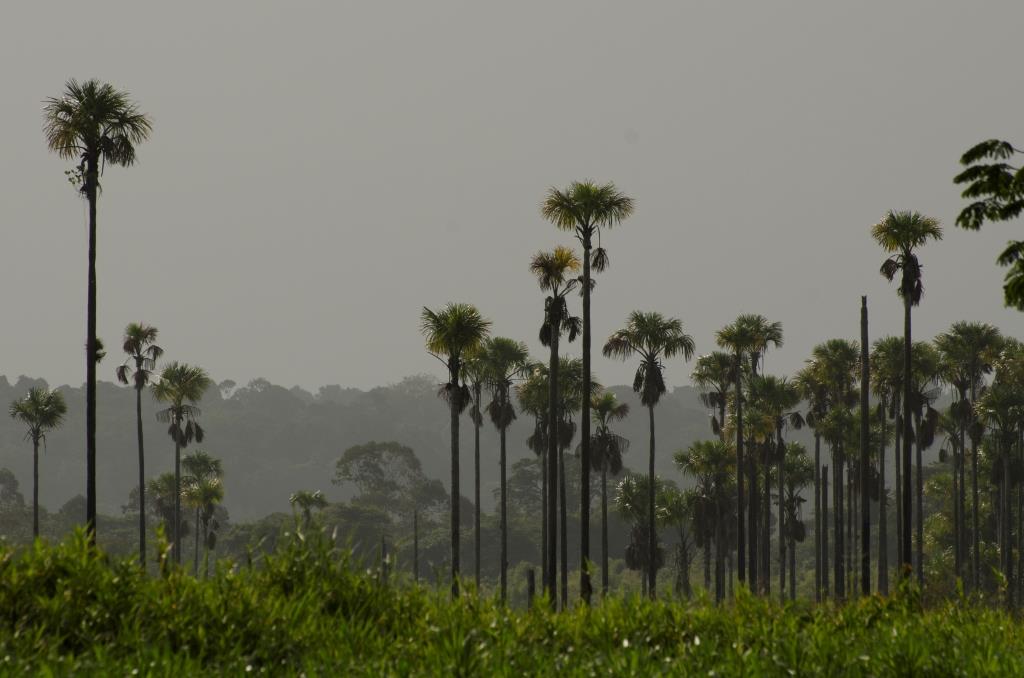 Amazon Forest