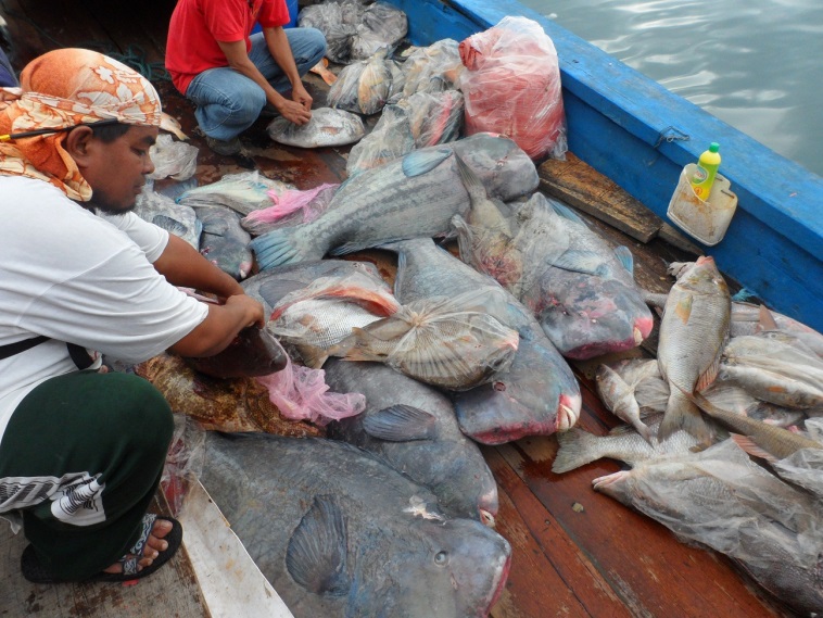 IUU Fisheries Projects Spotlight Image