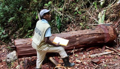 Tackling Environmental Crime in Madagascar’s Rainforests