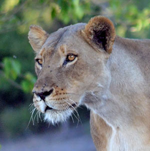 Lioness Cropped