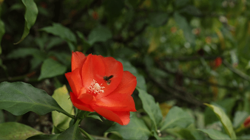 A bee pollinates a bright red flower. 