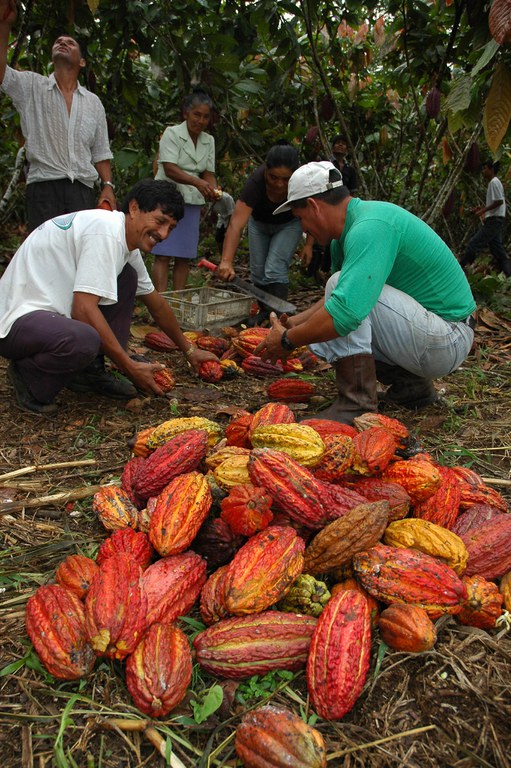 Cacao beans in Ecuador are ripe and ready for processing into chocolate