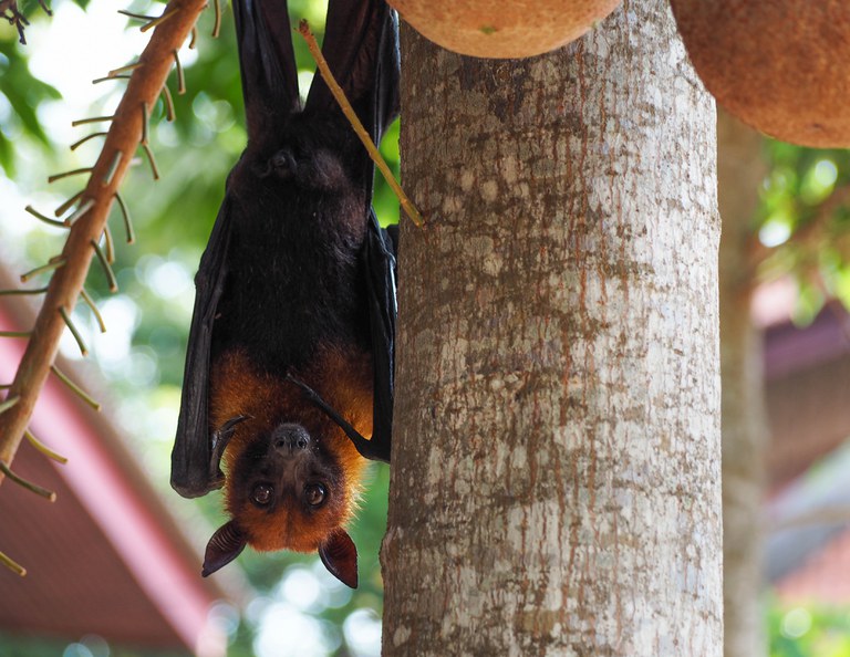 Bat hanging from tree in Chonburi, Thailand. (Photo credit: Montakan Tanchaisawat, USAID/Asia)