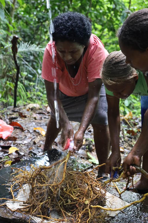 Drying and grinding kava roots in Ferafolia Community, Malaita Province, Solomon Islands. Photo Credit: Lesli Davis/USAID