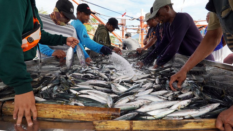 Fishing crews clean and sort their catch at the fish landing port in North Sulawesi, Indonesia