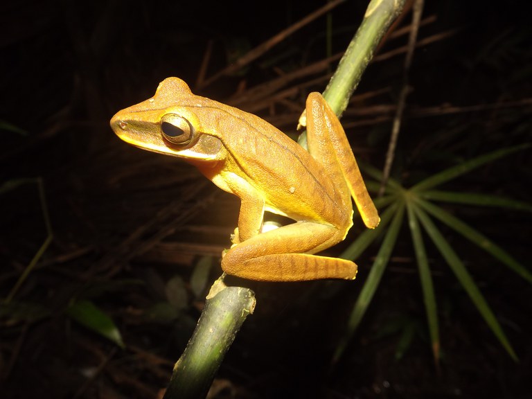 Boana lanciformis, an amphibian species found in the conserved forest concessions, perches on a branch in Peru’s Amazon forests. Photo Credit: Green Gold Forestry Perú S.A.