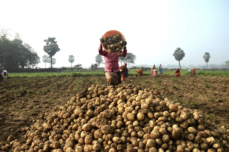 Women farming potatoes in West Bengal, India. Photo credit: Subarna Maitra for USAID ILRG