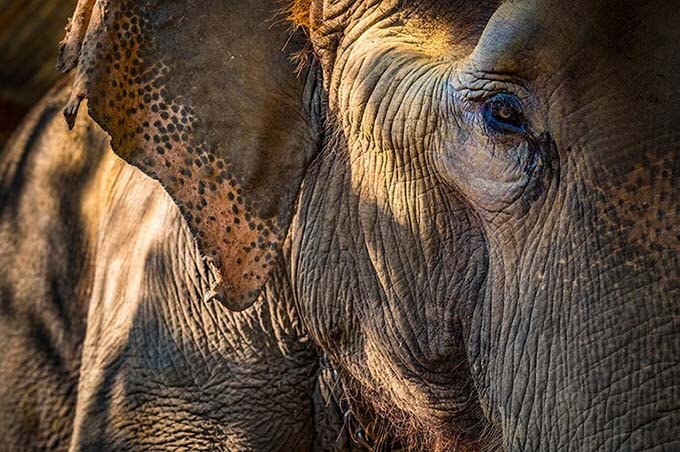 USAID Measuring Impact Conservation Enterprise Retrospective (Nepal; National Trust for Nature Conservation). November 2017. Elephant. National Trust for Nature Conservation offices (NTNC) offices. Sauraha, Chitwan District, Nepal. Photograph by Jason Houston for USAID