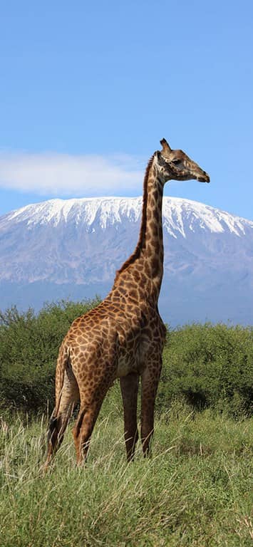 Giraffe Kenya