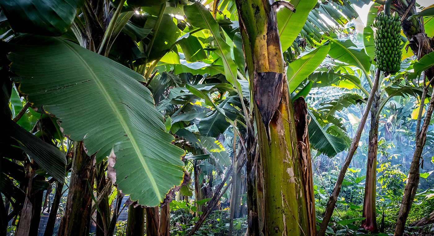 Forest in Buhoma