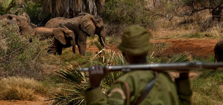Community rangers guard elephants in Sera Conservancy, Northern Rangelands, Kenya