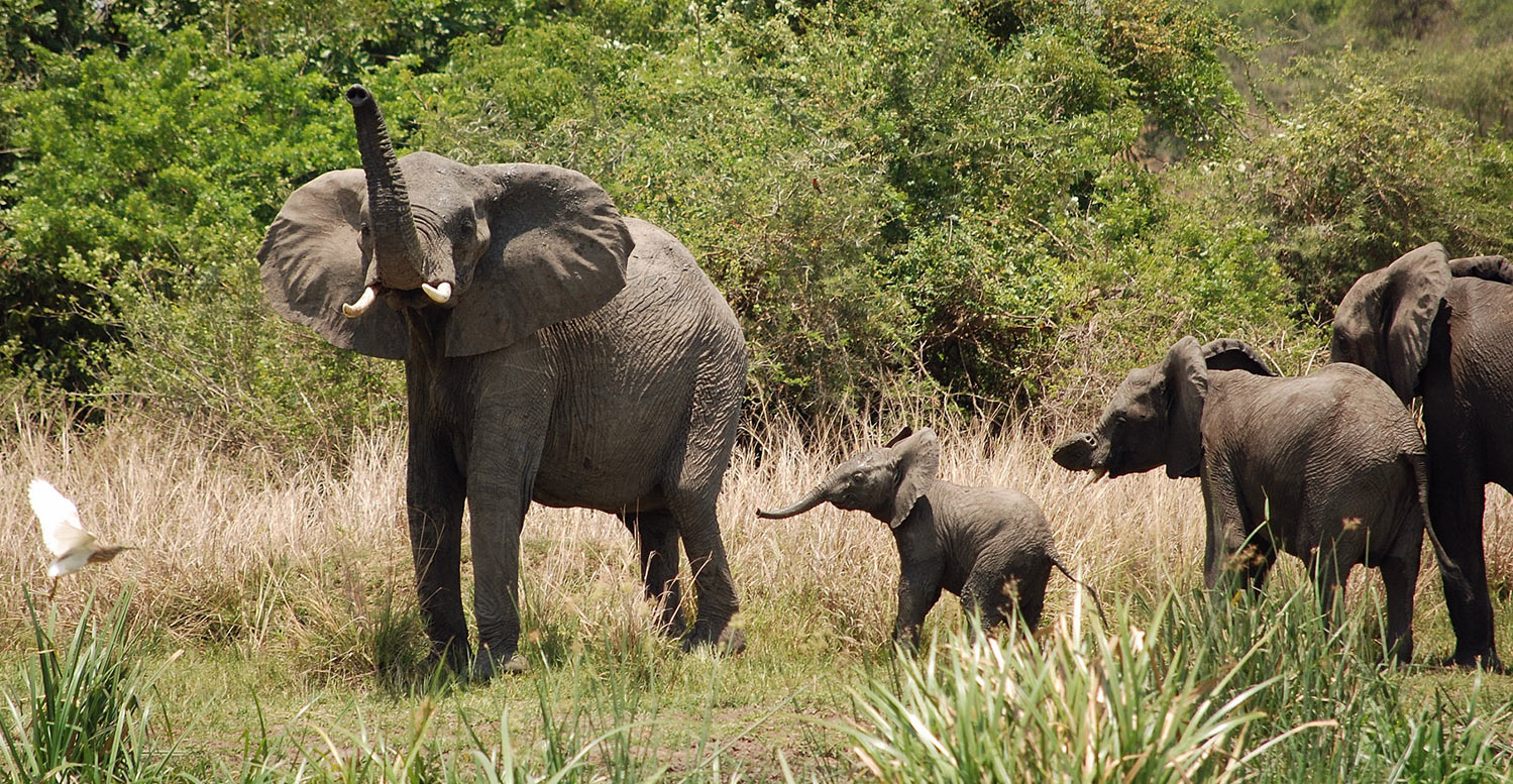 Elephants Testing the Air in Uganda