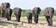 Elephants in Kaza