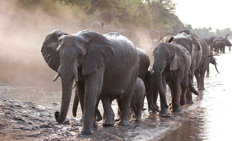 Elephants Congregate in Bais in Central African Republic