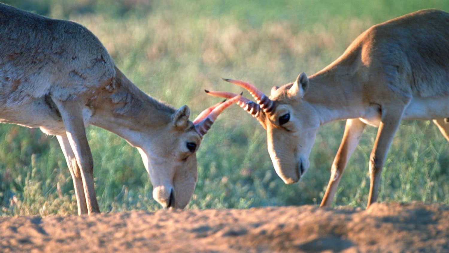 Fighting Saiga