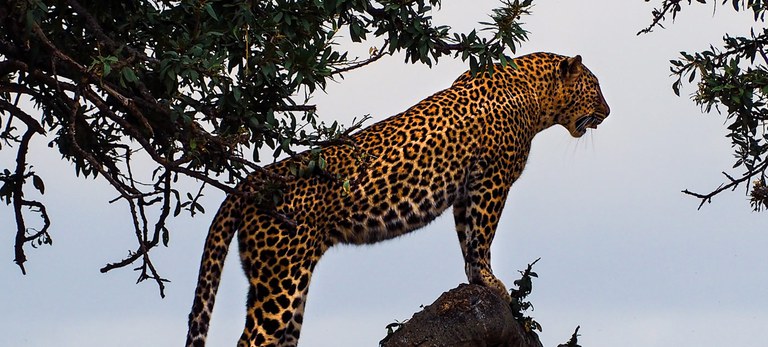 Leopard standing on tree branch