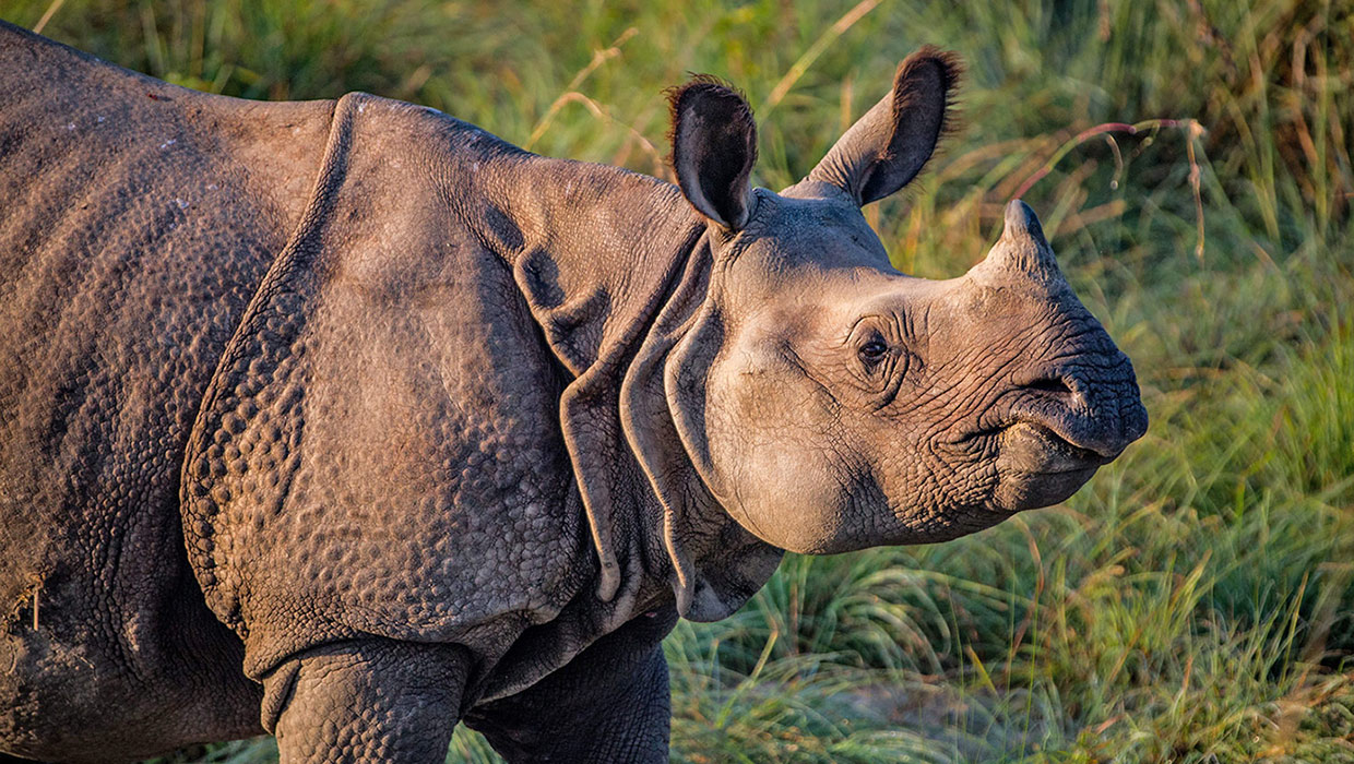 Wildlife Awareness Day Rhino