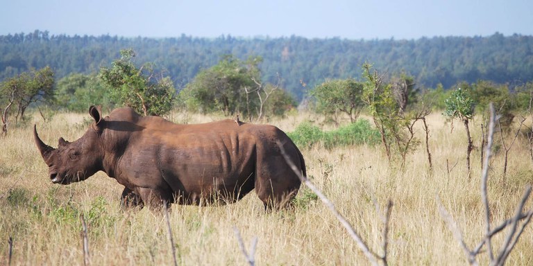Wildlife-Rhino-Kruger-NP-South-Africa-Credit-Timothy-Reed.jpg