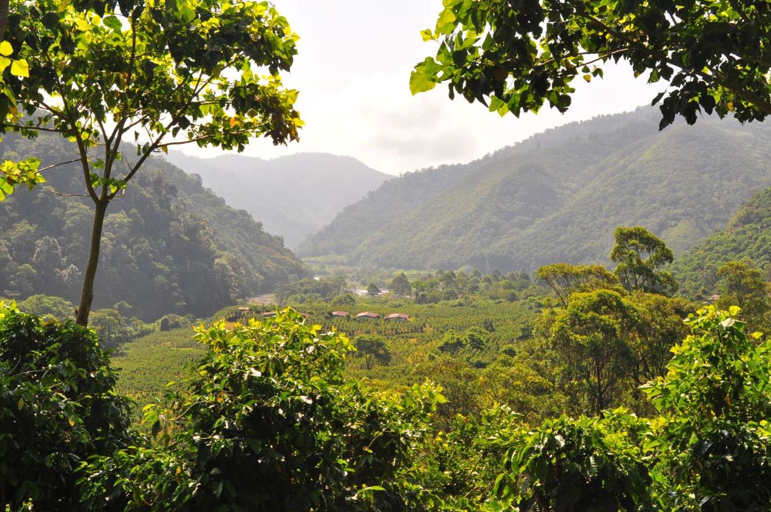 4 Ways Forests Support Our Physical and Mental Well-Being — USAID ...