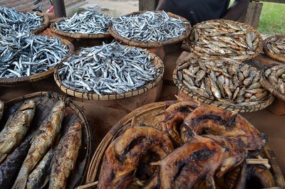 Biodiversity and Food Security Are Inextricably Linked
