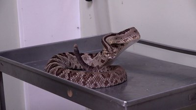 How Land Transformation and Migration Could Impact the Public Health Crisis Caused by Venomous Snakes