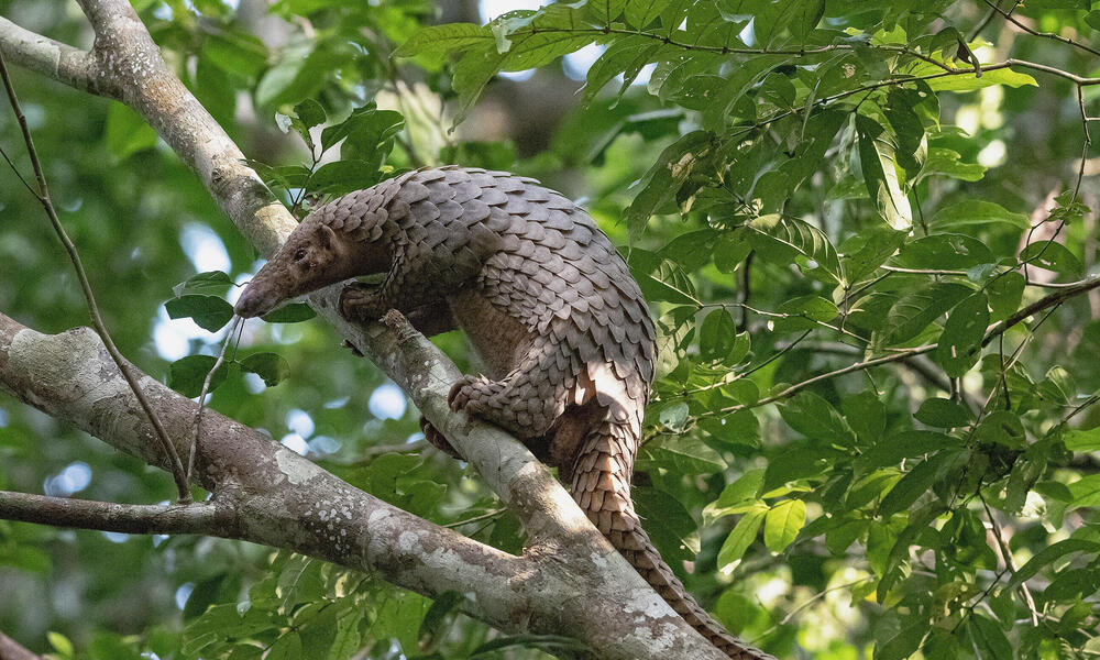 CatTien_pangolin.jpg