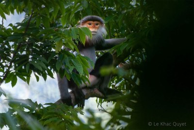 Making a Plan to Conserve the Gray-Shanked Douc Langur in Vietnam