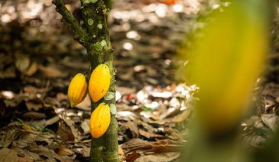 Unlocking Public-Private Partnerships (PPPs) for Sustainable Cocoa Production