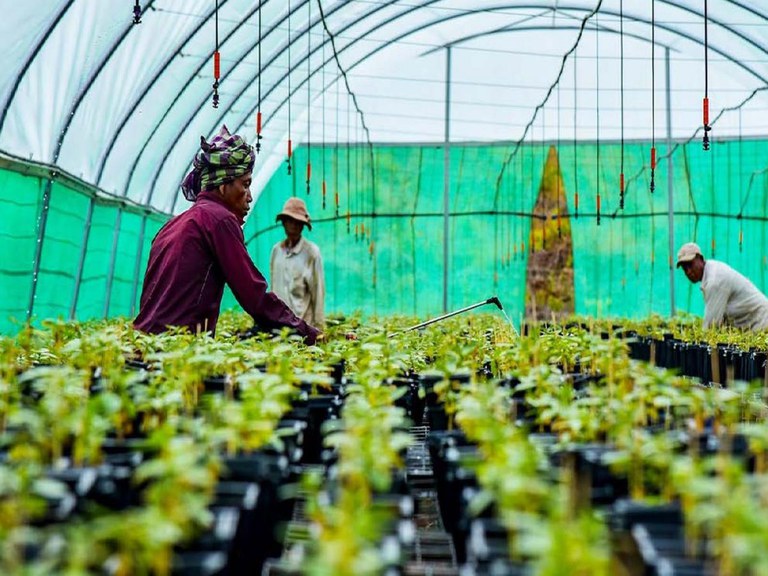 Farmers tending to plants in a nursery. Photo credit: USAID Green Invest Asia