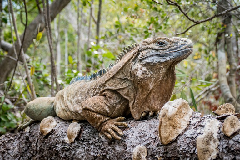 Jamaican Rock Iguana basking on tree branch. Photo Credit: Joey Markx/International Iguana Foundation