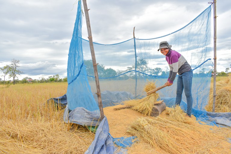 Si Rany, IBIS Rice Farmer, smiling while farming in Cambodia. Photo Credit: Sambo Chheng/USAID Morodok Baitang