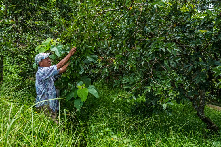 A farm worker with the Kalahan Educational Foundation in the Philippines picks guava at the Foundation's nursery on the hill above town. (Photo credit: Jason Houston for USAID)